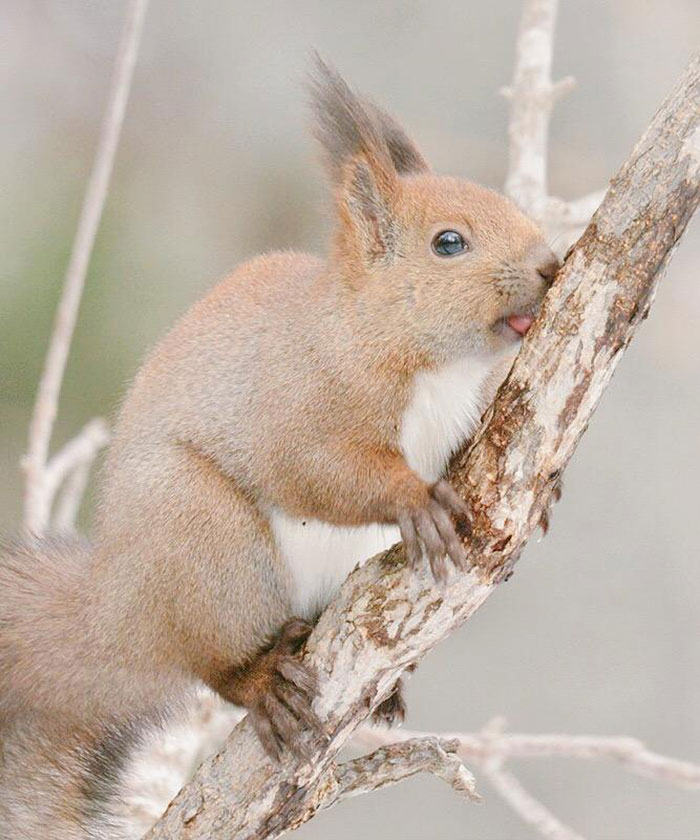 Hokkaido Red Squirrel 1