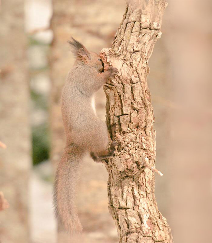 Hokkaido Red Squirrel 2