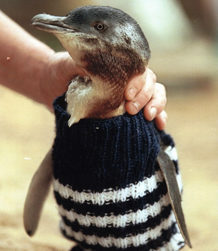 Penguin In Sweater