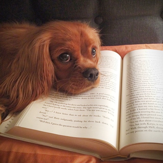 Pets Reading 2
