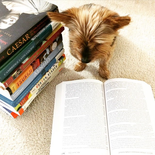 Книги про собак. Собака с книжкой. Книга животные. Звери с книжками. Pet reading 5