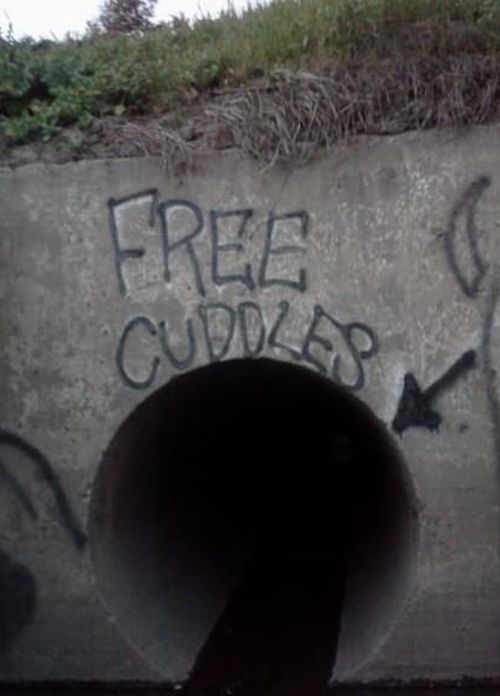 Free Cuddles