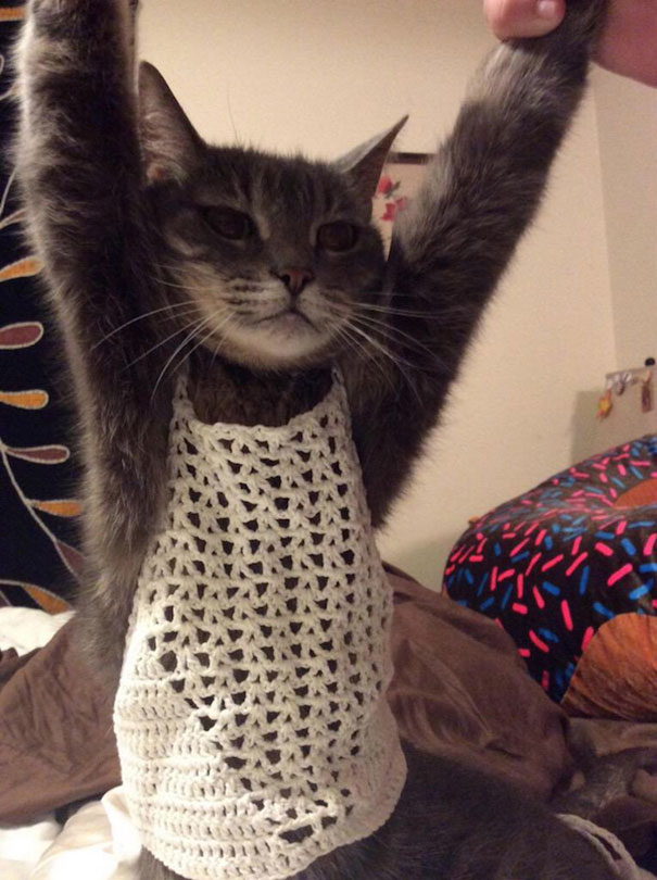Cat In Crochet Bra Top