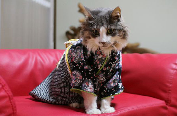 Cat In Kimono 11