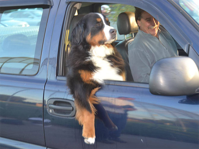 Dog Car Ride 4
