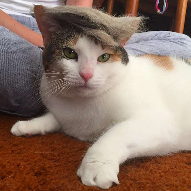 Donald Trump Cat 18