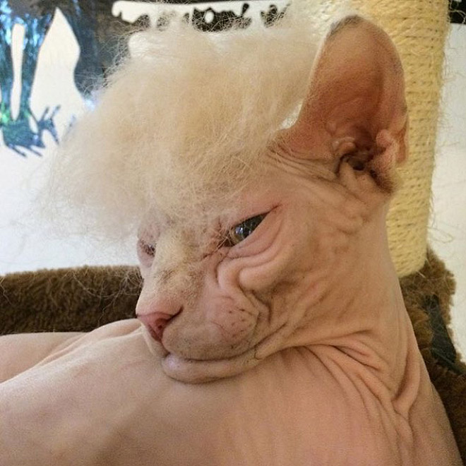 Donald Trump Cat 2