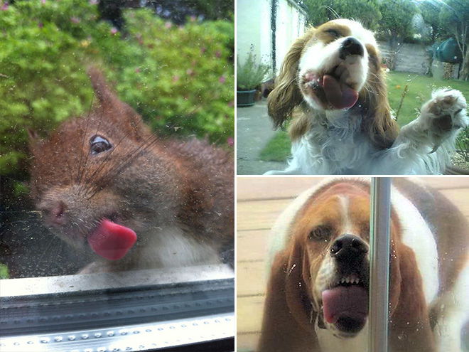 Animals Licking Windows 11