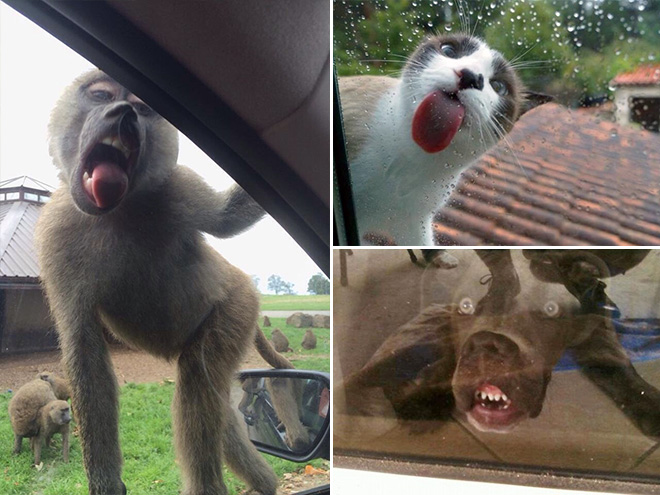 Animals Licking Windows 13