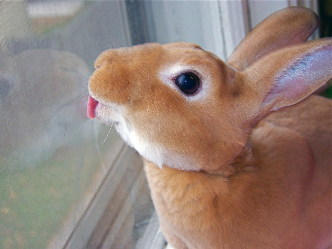 Animals Licking Windows 14