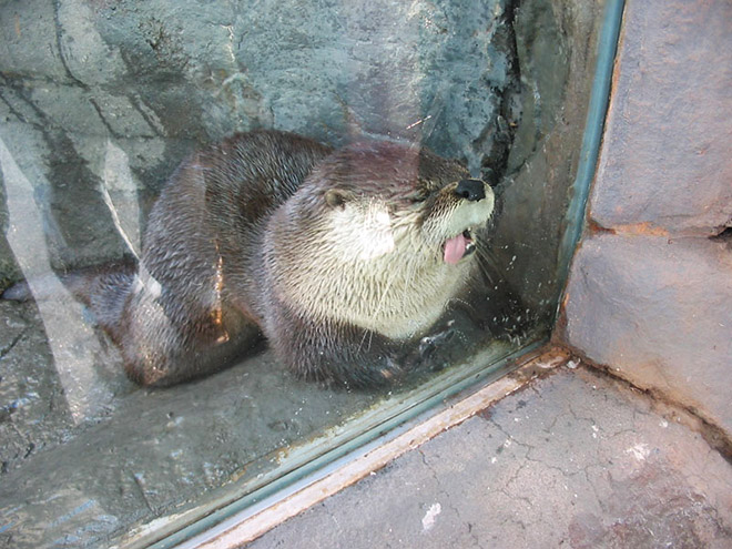 Animals Licking Windows 16