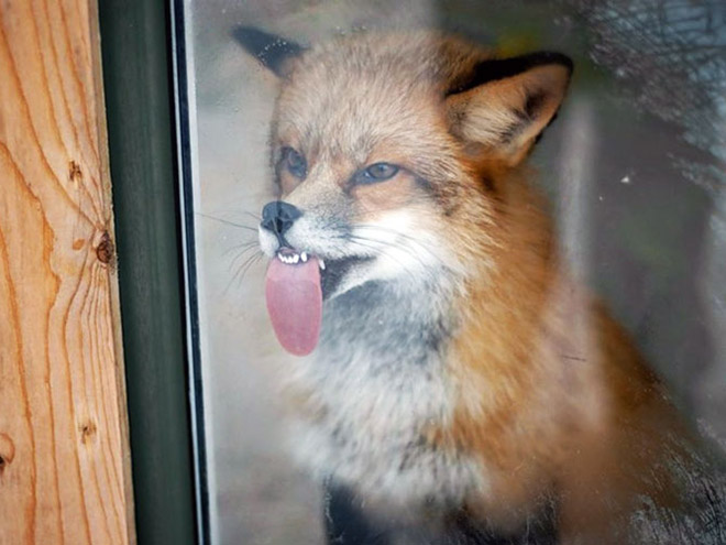 Animals Licking Windows 18