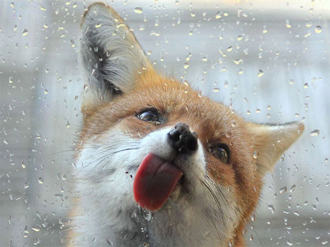 Animals Licking Windows 3