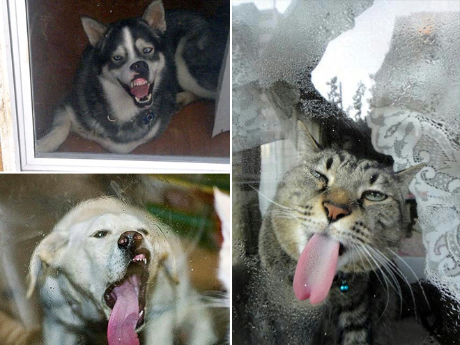 Animals Licking Windows 4