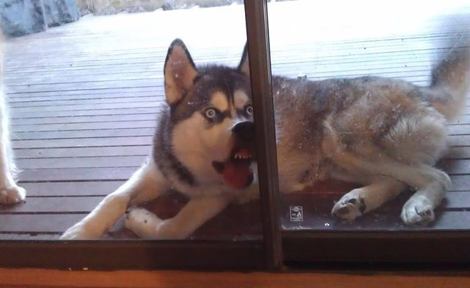 Animals Licking Windows 7