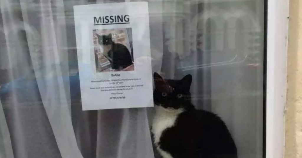 if cats disappeared