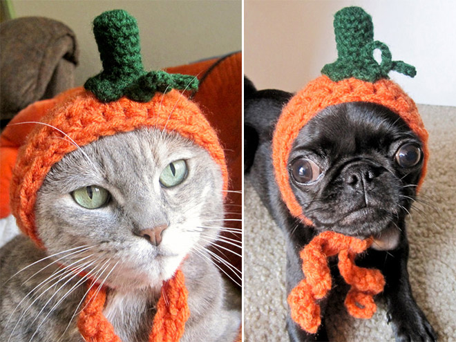 Crocheted Pet Hat 11