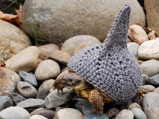 Crocheted Pet Hat 6