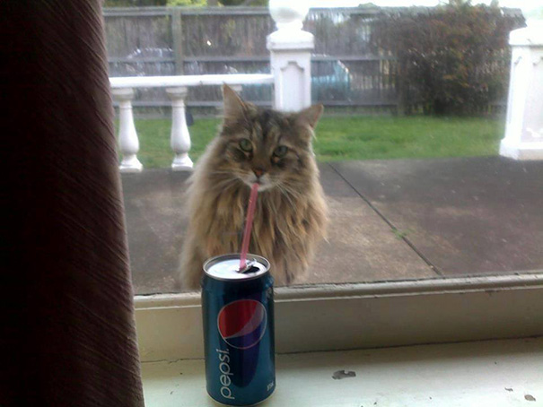 Perfectly Timed Cat Photo 6