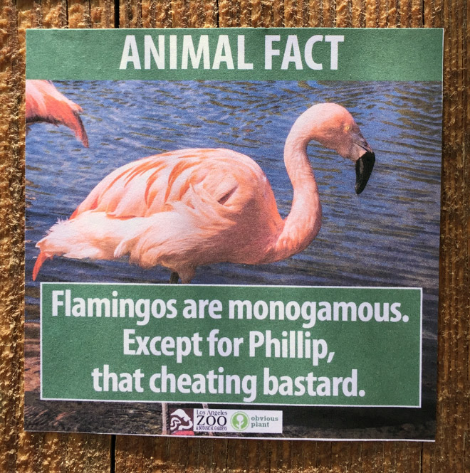 Fake Animal Fact 1