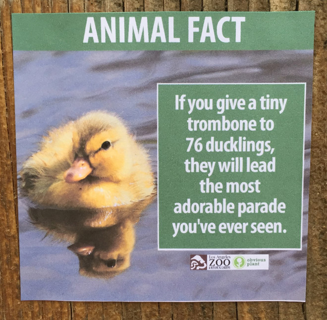 Fake Animal Fact 2